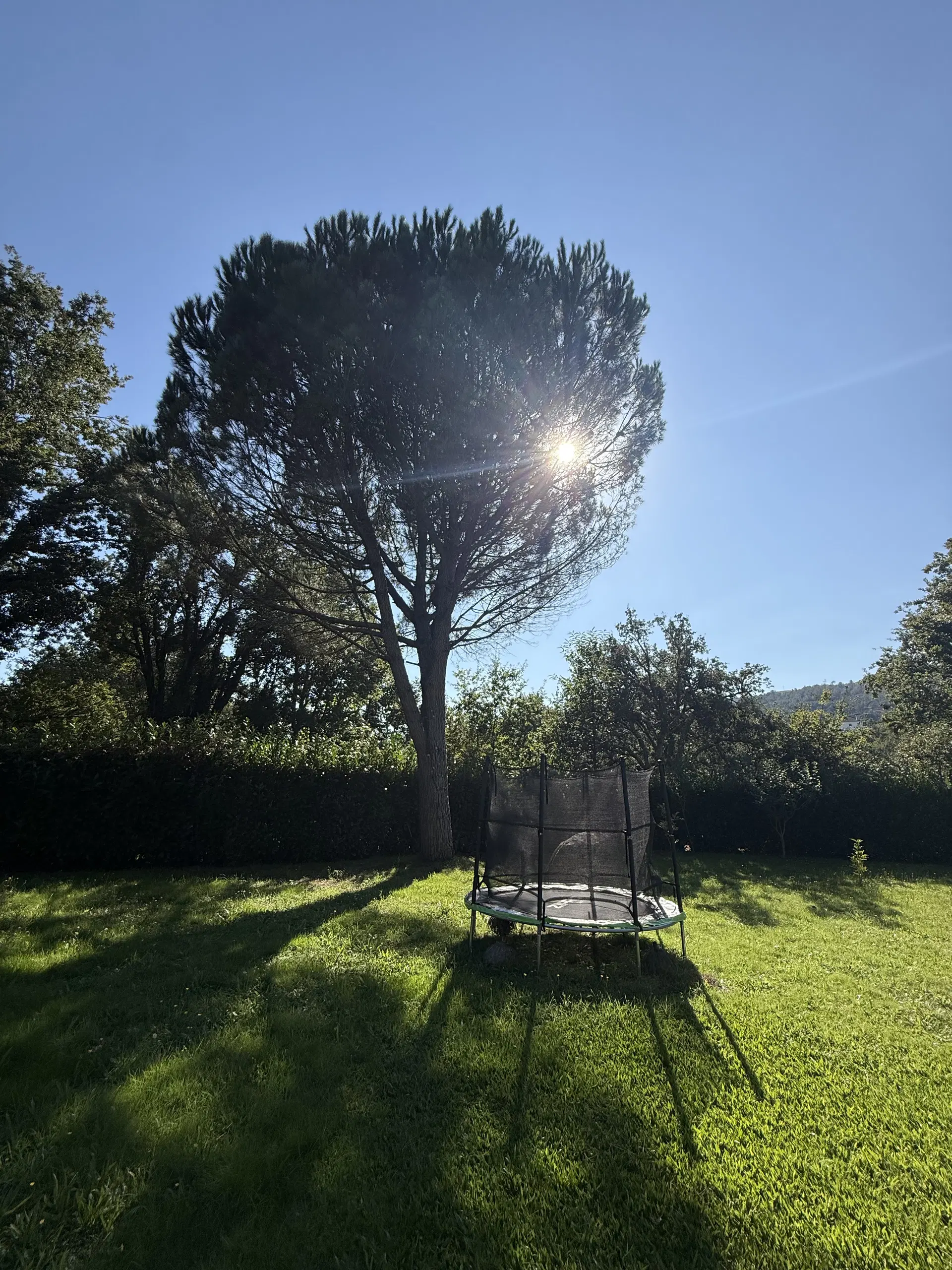 Árvore no relvado do jardim, com o sol a passar entre os ramos.
