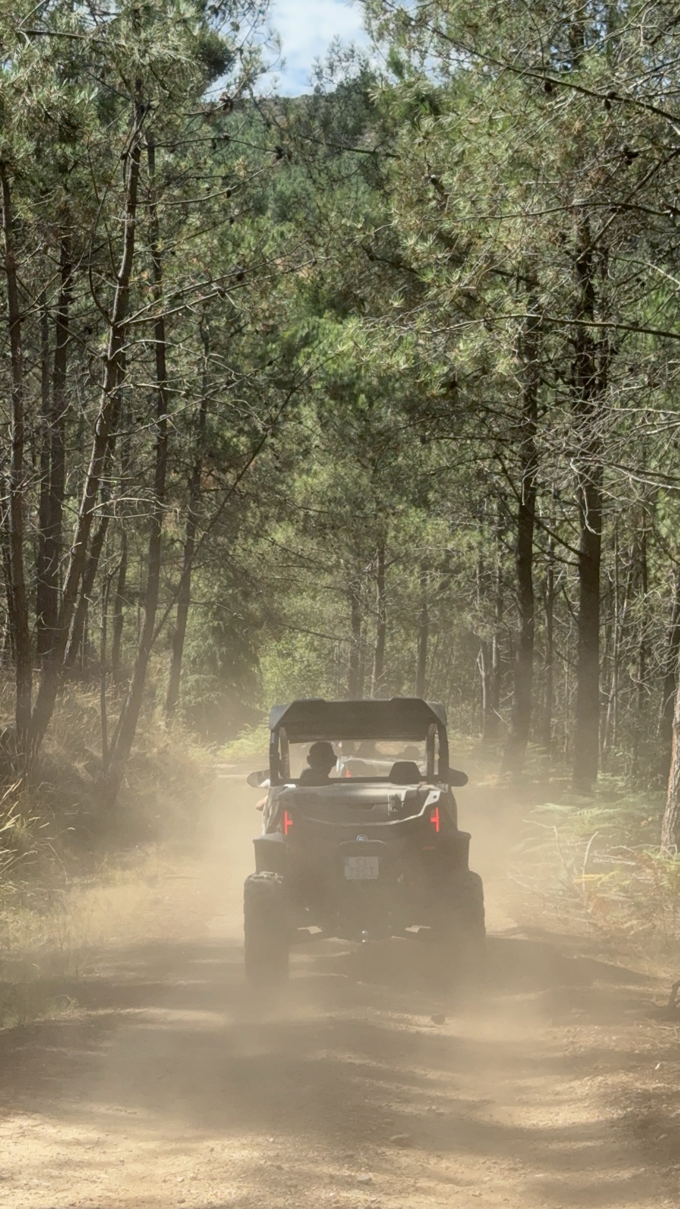 A buggy climbing a dirt track through a pine wood at Candemil, two kilometres from the house, kicking up dust.